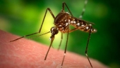 Во борба против комарците